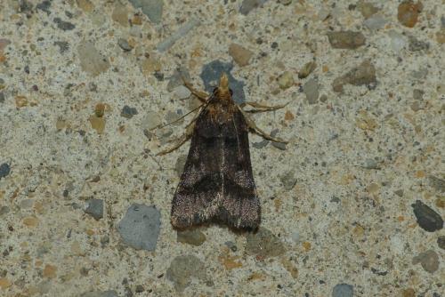 Réf. 237 323 : Stemmatophora brunnealis